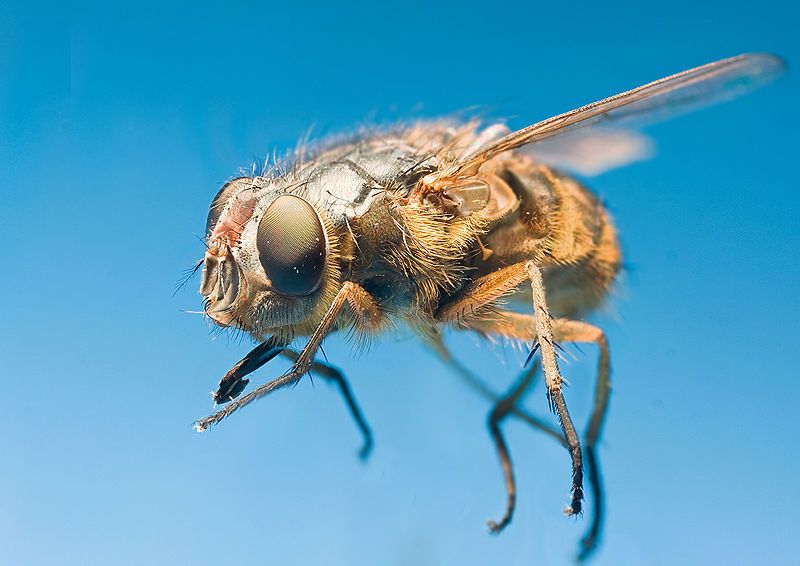 File:Calliphora sp.jpg