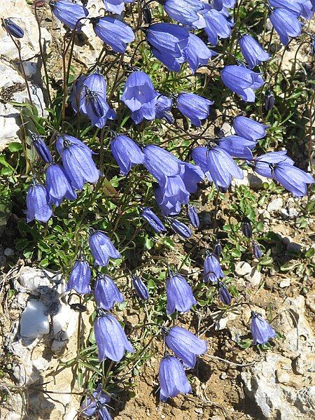 File:Campanula scheuchzeri002.jpg