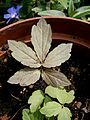 Cardamine bulbifera seedlings