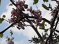 Cercis siliquastrum flowering close-up