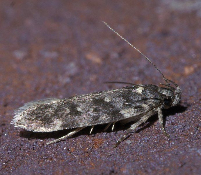 File:Chionodes fuscomaculella P1400652a.jpg