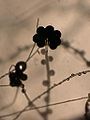 Choanephora cucurbitarum (Choanephoraceae Mucorales) incubated in wet chamber Japanese name;Kougaikekabi