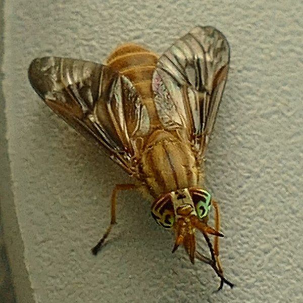 File:Chrysops brunneus.jpg