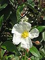 Cistus laurifolius