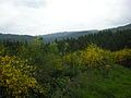 Common broom, Col de Saales.