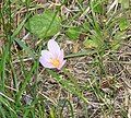 Colchicum alpinum in the Grandes Rousses