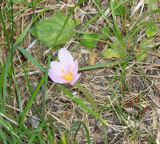 File:Colchicum alpinum2 cropped.jpg