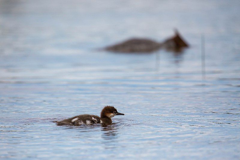 File:Common merganser (27964659301).jpg