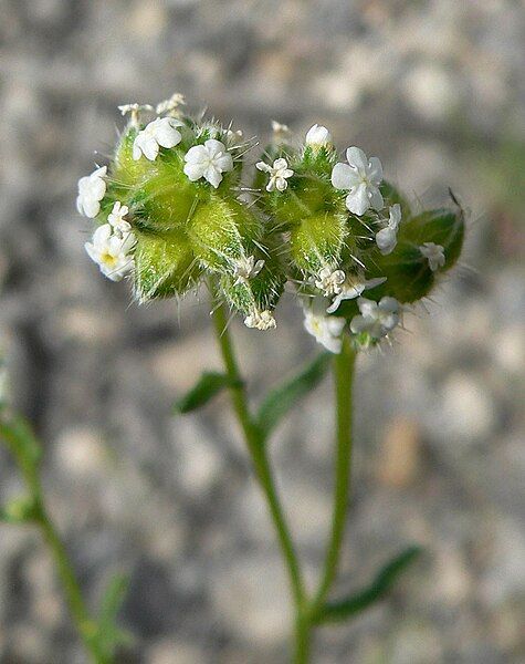 File:Cryptantha pterocarya 1.jpg