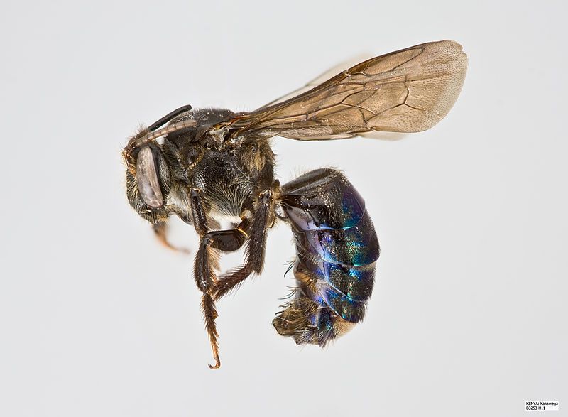 File:Ctenoplectra terminalis.jpg