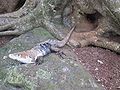 de:Ctenosaura similis -1-