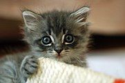 A kitten for you!. Thanks for the work you are doing on the demographics! Kerry (talk) 21:09, 11 August 2014 (UTC)