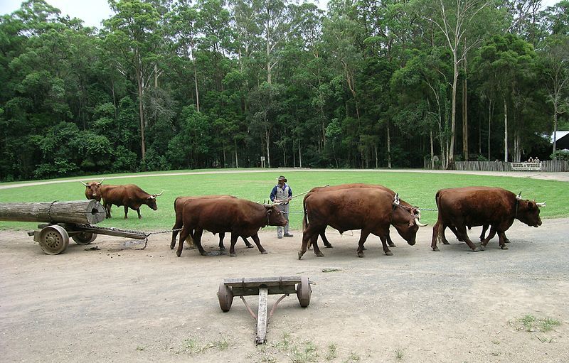 File:Devon bullock team.JPG