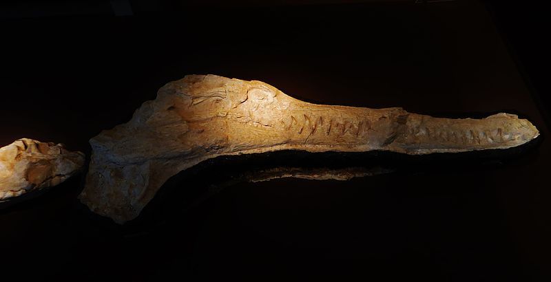 File:Dyrosaurus skull.JPG