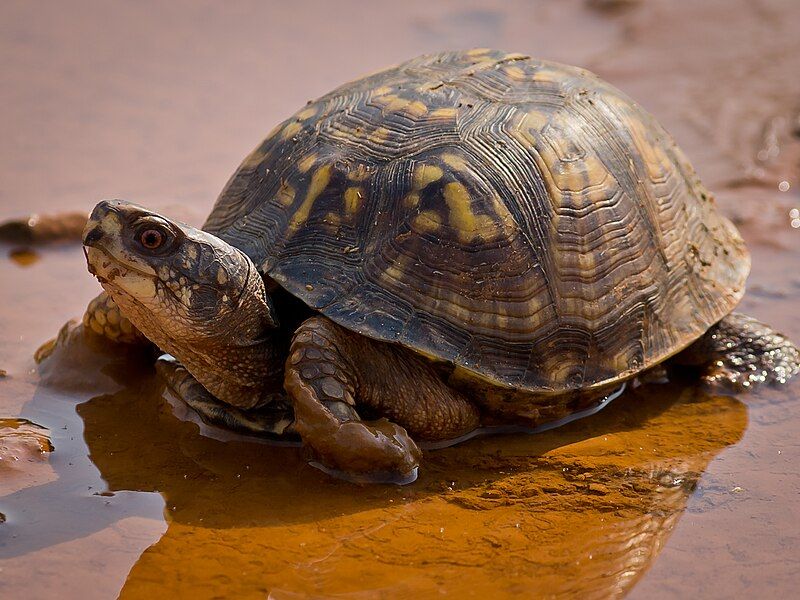 File:Eastern Box Turtle-27527-1.jpg