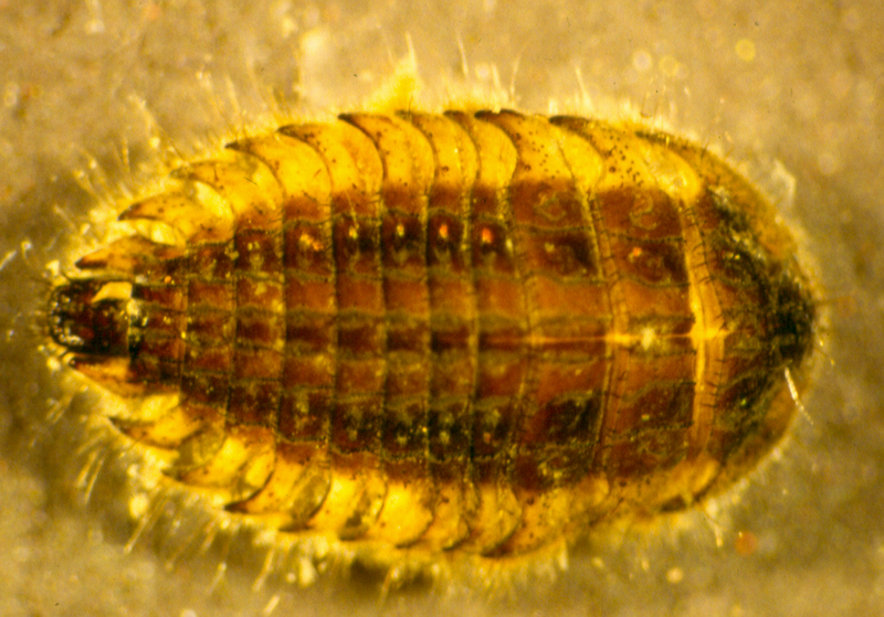 File:Ectopria.png