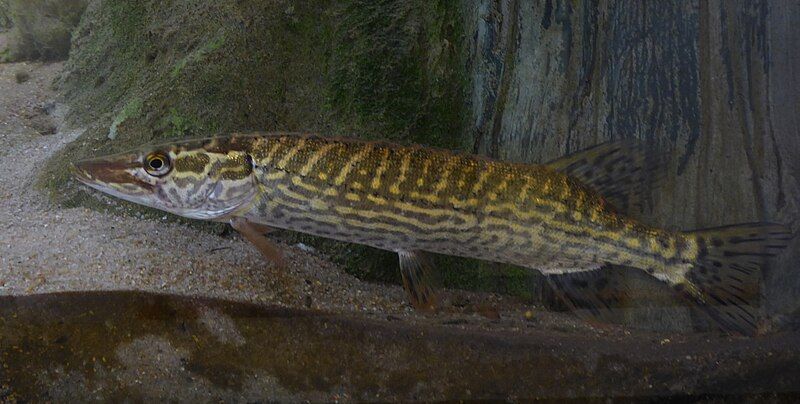 File:Esox cisalpinus Muse.jpg