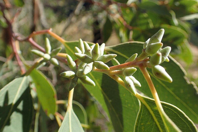 File:Eucalyptus nandewarica buds.jpg