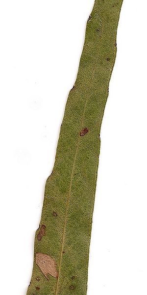 File:Eucalyptus quadrangulata leaf.jpg