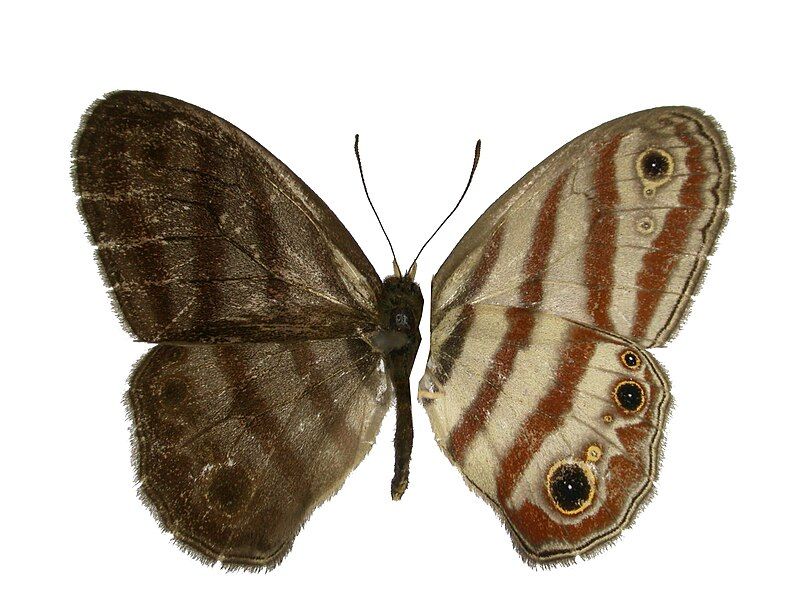 File:Euptychia picea.jpg