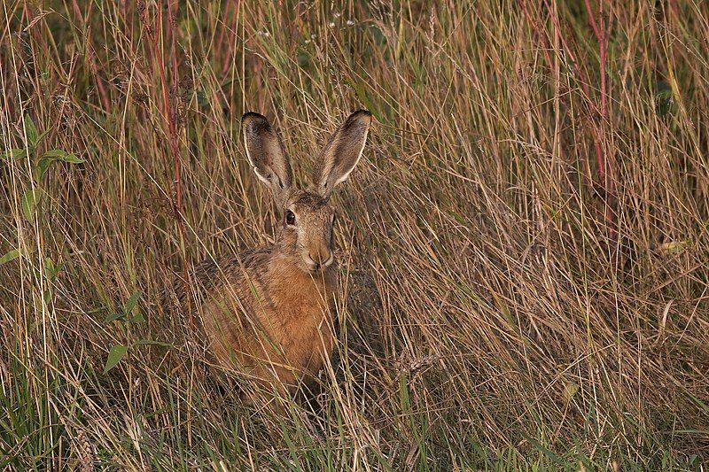 File:European Hare.jpg