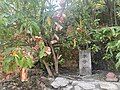 Fertility tree at Kusu Island