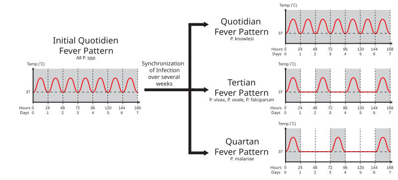 File:Fever Patterns v1.2.svg