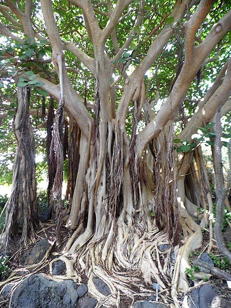 File:Ficus socotrana kz5.JPG