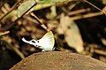 Fluffy Tit taken in Western Ghats, India