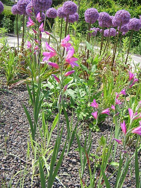 File:Gladiolus italicus 001.jpg