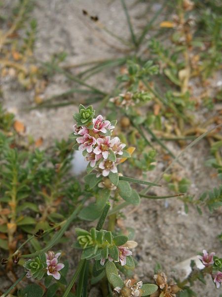 File:Glaux maritima 002.JPG