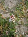 Lysimachia maritima