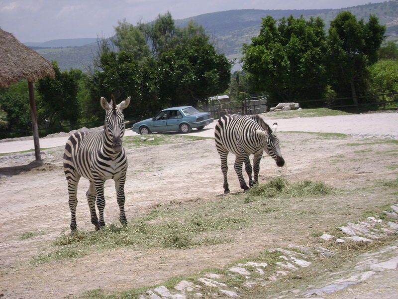 File:Grants zebras zoo.jpg