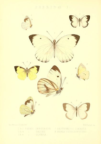 File:GroseSmithKirby1892RhopExotPieridaeI.jpg