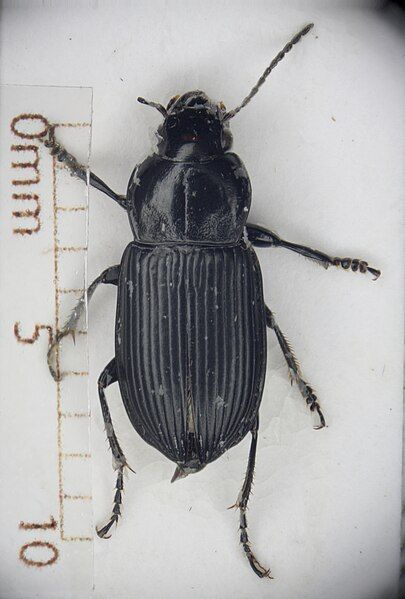 File:Harpalus attenuatus.jpg