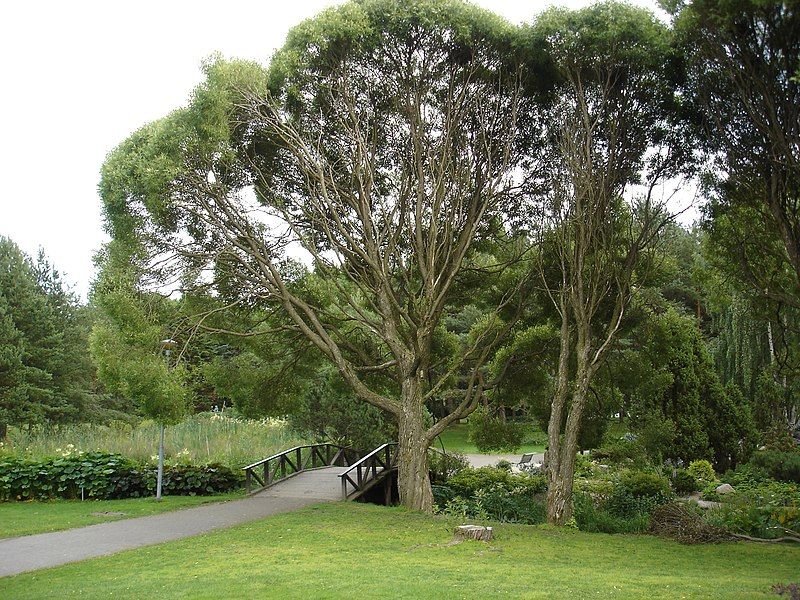 File:Hatanpään arboretum1.jpg