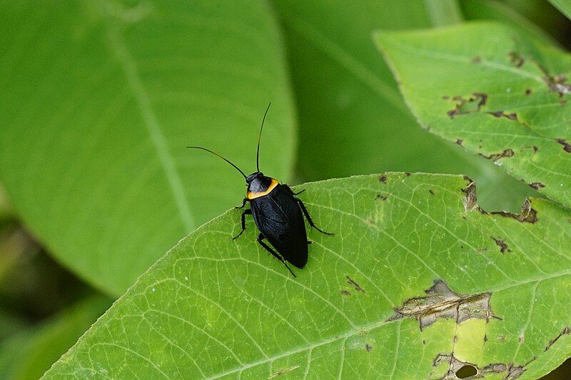 File:Hemithyrsocera palliata 8780.jpg