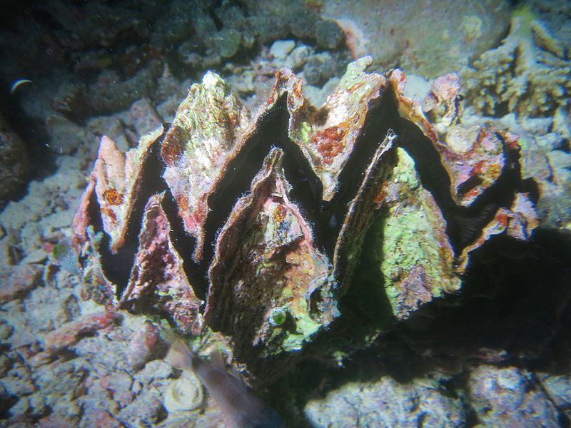 File:Hyotissa hyotis Maldives.JPG