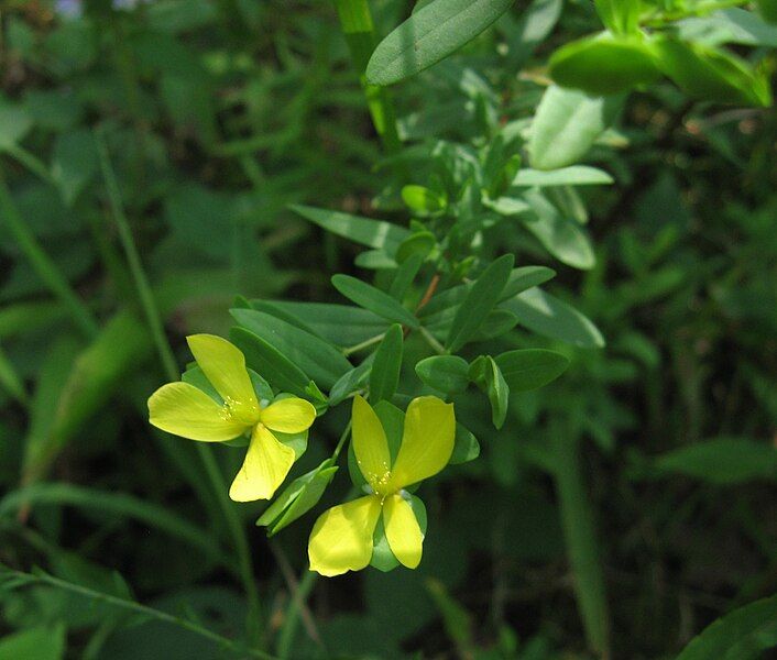 File:Hypericum hypericoides.jpg