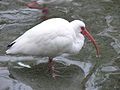 An Ibis