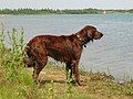 Irish Setter