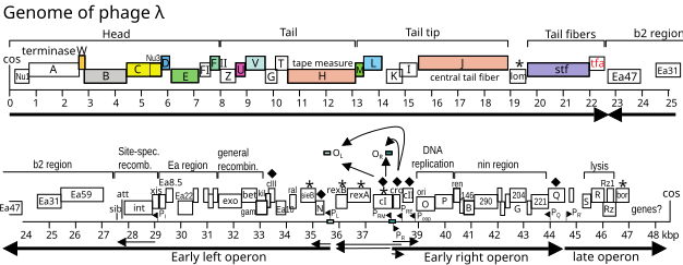 File:LambdaPhage Genome Linear.svg