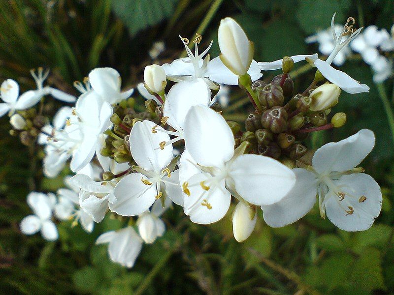 File:Libertia chilensis.jpg