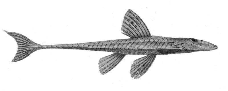 File:Loricariichthys stuebelii.jpg