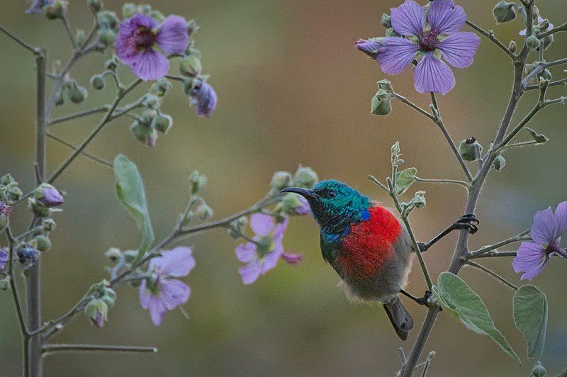 File:Ludwig-s Double-collared Sunbird.jpg