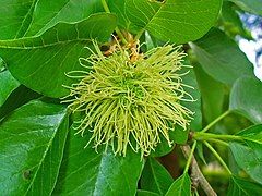 Female inflorescence