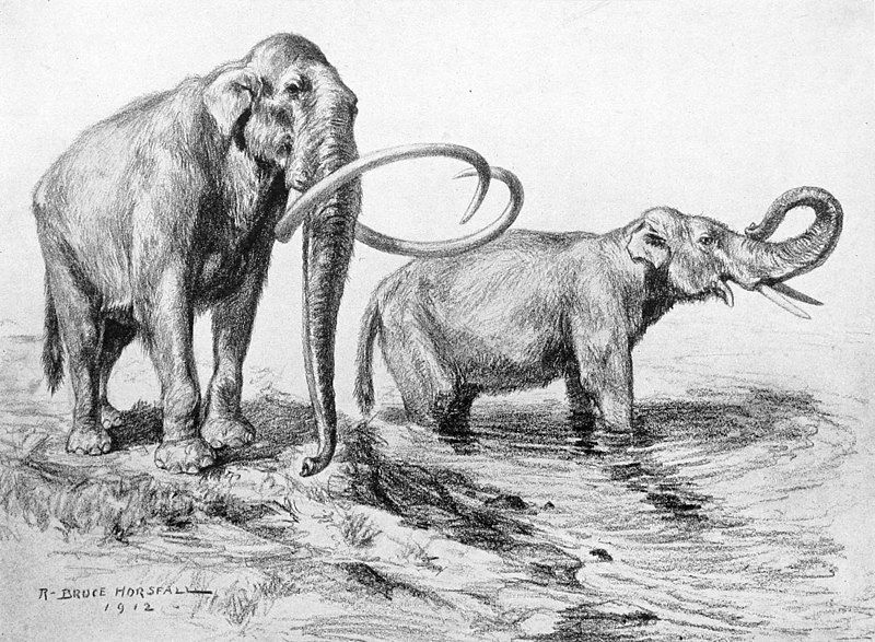 File:Mammuthus columbi.jpg