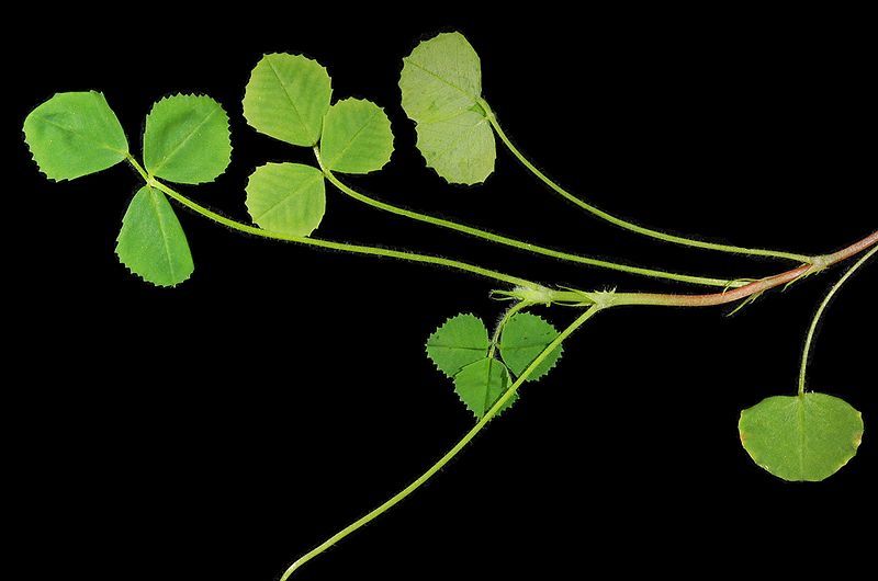 File:Medicago italica shoot.JPG