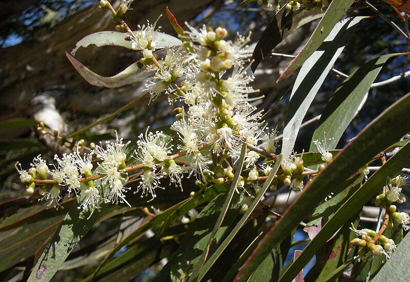 File:Melaleuca leucadendron flowers.jpg