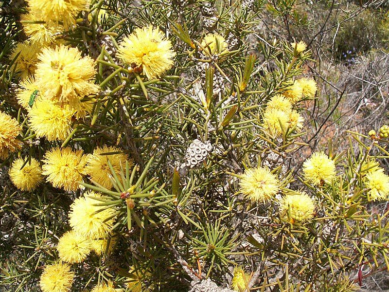 File:Melaleuca pungens.JPG